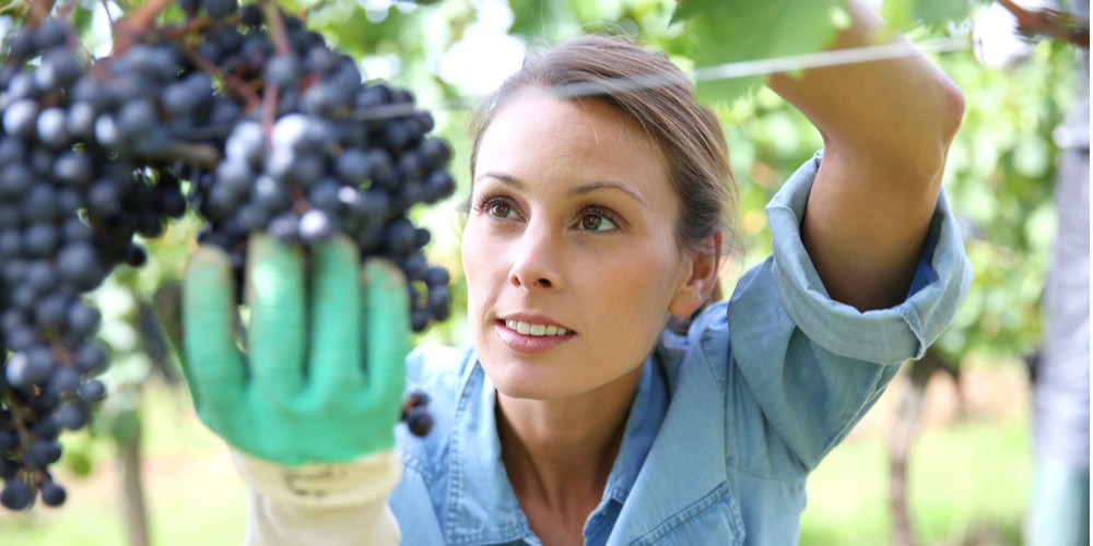 Beautiful woman in vineyard picking grape-4